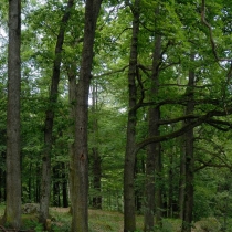 Panská skála (Horní Požáry)
