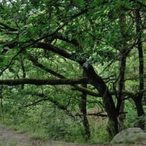 Panská skála (Horní Požáry)
