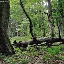 anensky-vrch-komari-vrch_11
