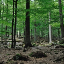 Tierpark Bayerischer Wald
