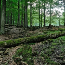 Tierpark Bayerischer Wald