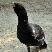 Tierpark Bayerischer Wald
