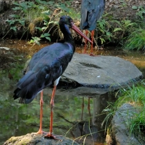 Tierpark Bayerischer Wald
