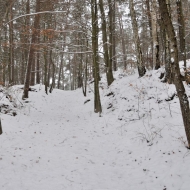 Les u Besedic v zimě