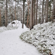 Les u Besedic pod sněhem