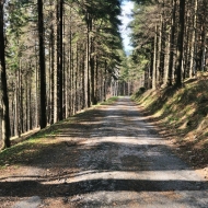 Cesta lesem an Ropičku v Beskydech
