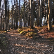 Cesta lesem při zapadu slunce