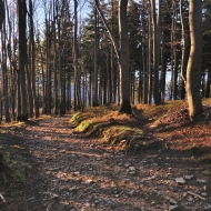 Cesta lesem při zapadu slunce