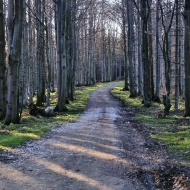 Cesta lesem v horách