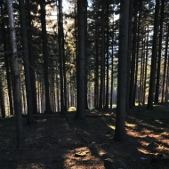 Lesy cestou z Ropice a Ropičky