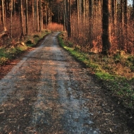 Cesta lesem při zapadajícím slunci