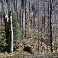 Beskydy - Cestou na Tanečnici