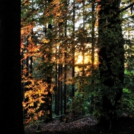 Podvečer krátce před západem slunce v lese