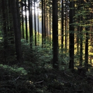 Les v Beskydech cestou na Súľov, Sulov a Bílý Kříž