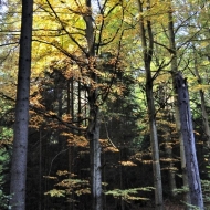 Les v Beskydech cestou na Súľov, Sulov a Bílý Kříž