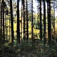 Les v Beskydech cestou na Súľov, Sulov a Bílý Kříž