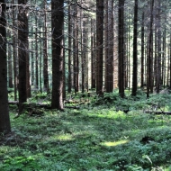 Les v Beskydech cestou na Súľov, Sulov a Bílý Kříž