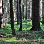 Les v Beskydech cestou na Súľov, Sulov a Bílý Kříž