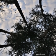 Pohled do korun stromů po ránu