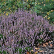 Vřes na vrcholu Bílé skály