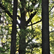 Vzrostlý strom