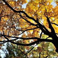 Podzimní koruny stromů