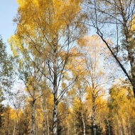 Podzimní koruny stromů