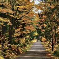 Podzimní cesta v Brdech