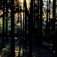 Podvečerní světlo mezi stromy