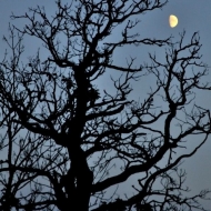 Měsíc nad stromem