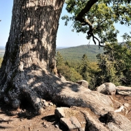 Brdy -  strom na  vrcholu Klobouček