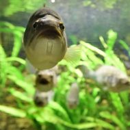 budapest-tropicarium_01