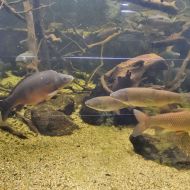 budapest-tropicarium_02