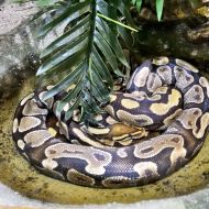 budapest-tropicarium_03