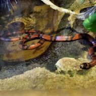 budapest-tropicarium_04