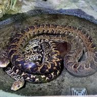 budapest-tropicarium_05