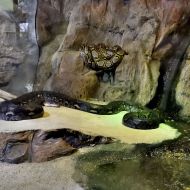 budapest-tropicarium_06