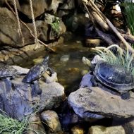 budapest-tropicarium_08