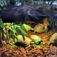 budapest-tropicarium_09