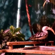 budapest-tropicarium_10