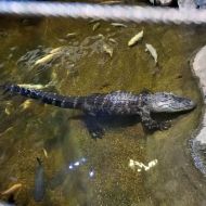 budapest-tropicarium_20