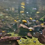 budapest-tropicarium_21