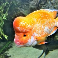 budapest-tropicarium_22