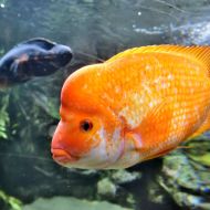 budapest-tropicarium_23
