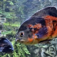 budapest-tropicarium_24