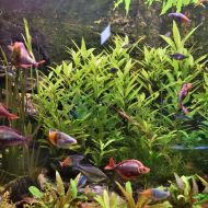 budapest-tropicarium_25