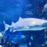 budapest-tropicarium_28