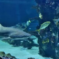 budapest-tropicarium_31