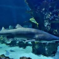 budapest-tropicarium_32
