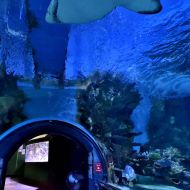 budapest-tropicarium_33